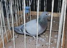 IMG 0697