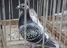 IMG 0749