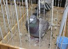 IMG 0768